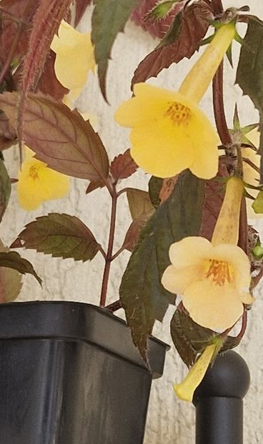 2024 - Yellow Beauty p