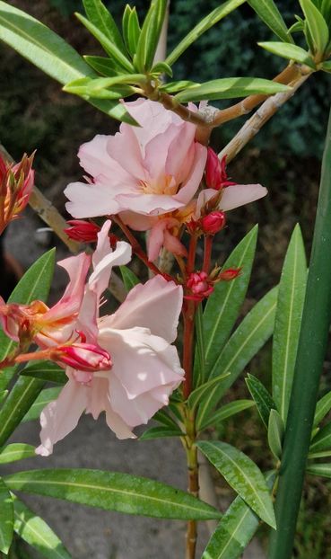 Apricot Queen - Leandri 2024