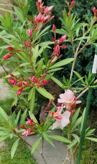 Apricot Queen - Leandri 2024