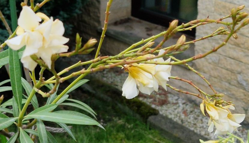 Luteum plenum - Leandri 2024