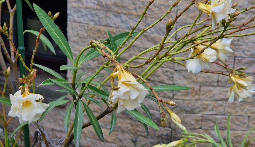 Luteum plenum - Leandri 2024