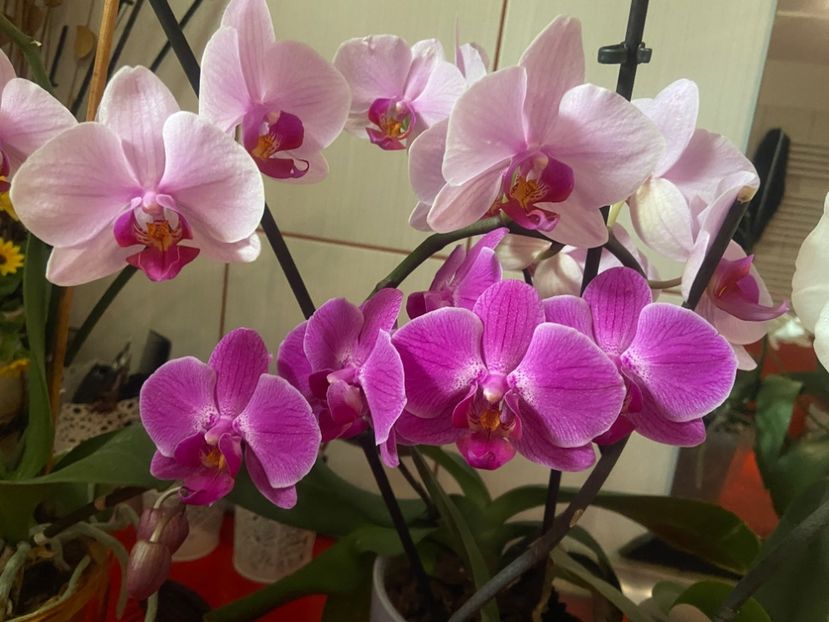  - Orhidee