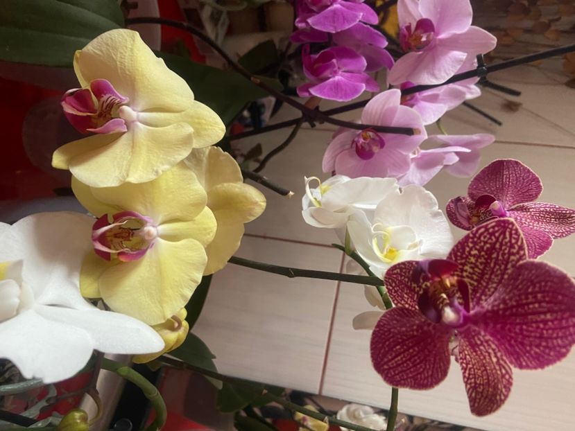  - Orhidee