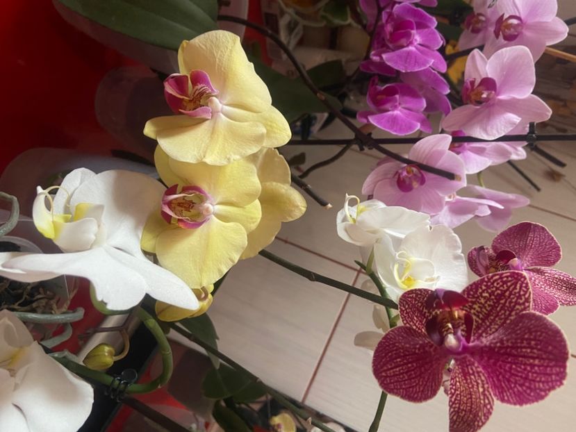  - Orhidee