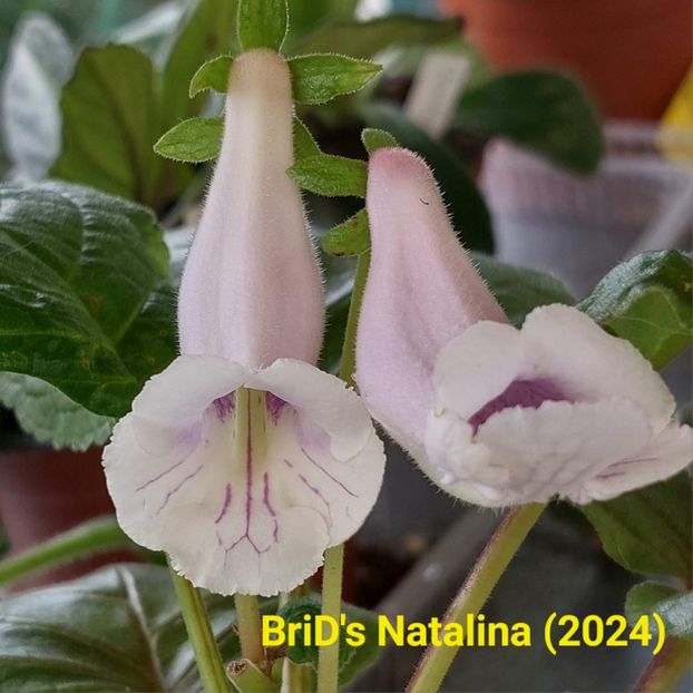 Img.2024.06.22 - Sinningia din semințe hibrizi Dna Dietze 2024