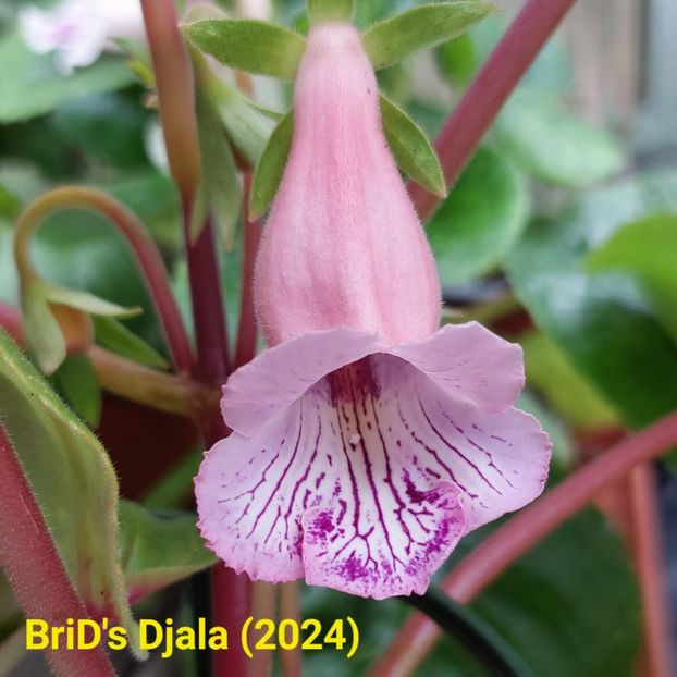 Img.2024.06.22 - Sinningia din semințe hibrizi Dna Dietze 2024