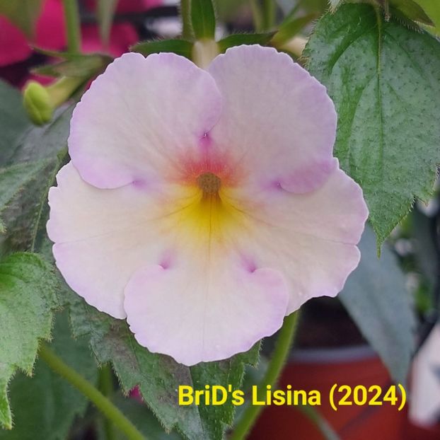 Img.2024.06.18 - Achi din semințe BriDs 2024