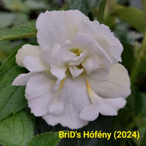 Img.2024.06.18 - Achi din semințe BriDs 2024