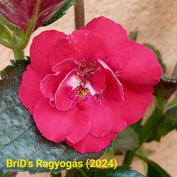 Img.2024.06.18 - Achi din semințe BriDs 2024