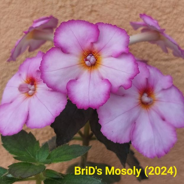 Img.2024.06.18 - Achi din semințe BriDs 2024