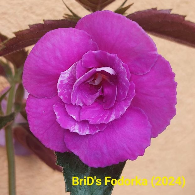 Img.2024.06.18 - Achi din semințe BriDs 2024