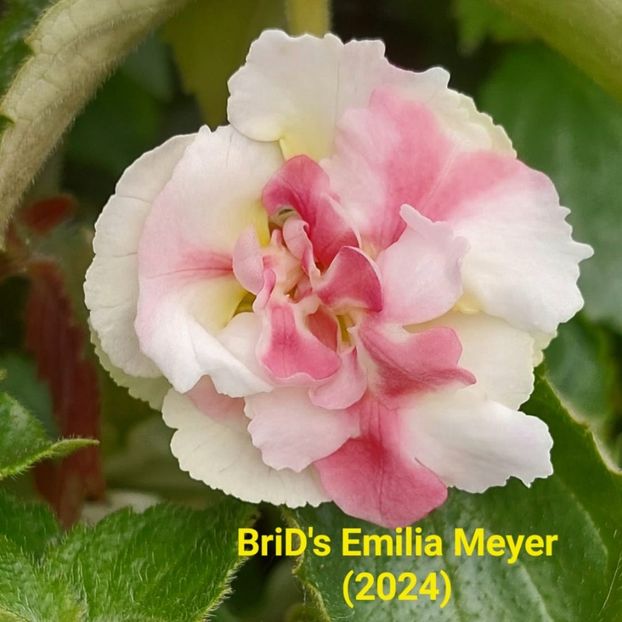 IMG.2023.06.19 - Achi din semințe BriDs 2024