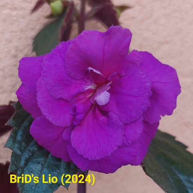 Img.2024.06.19 - Achi din semințe BriDs 2024