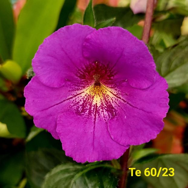 Img.2024.06.21 - Achi din semințe BriDs 2024