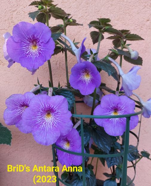 Img.2024.06.24 - Achi din semințe BriDs 2024