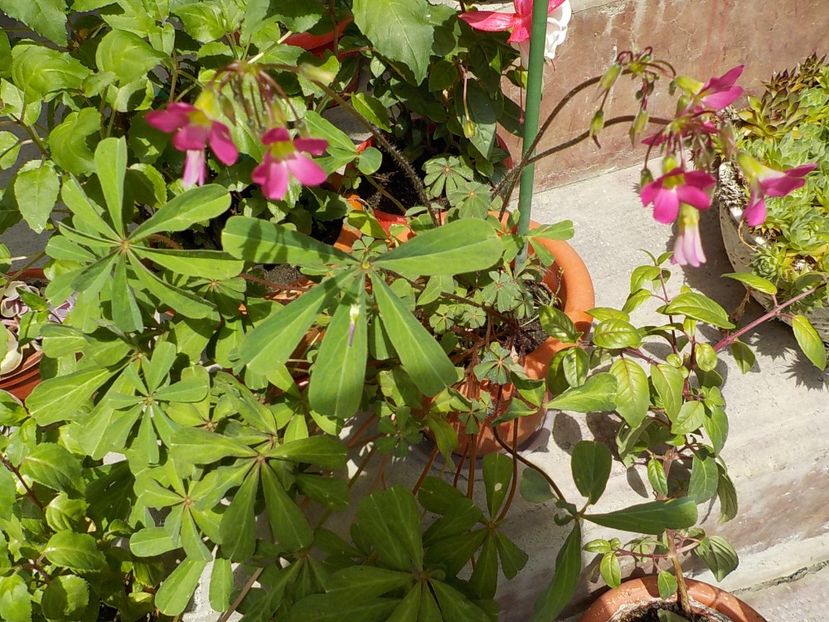  - oxalis adenophylla