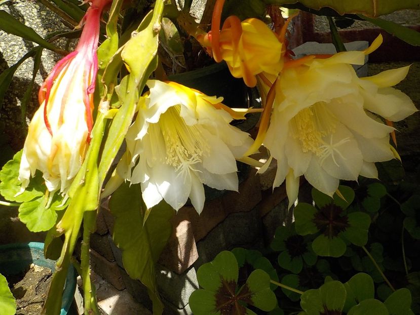  - Genul Epiphyllum