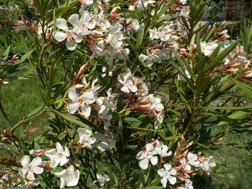 - harriet newding nr45