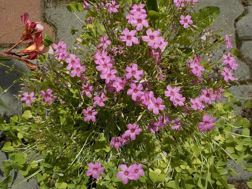  - oxalis rubra