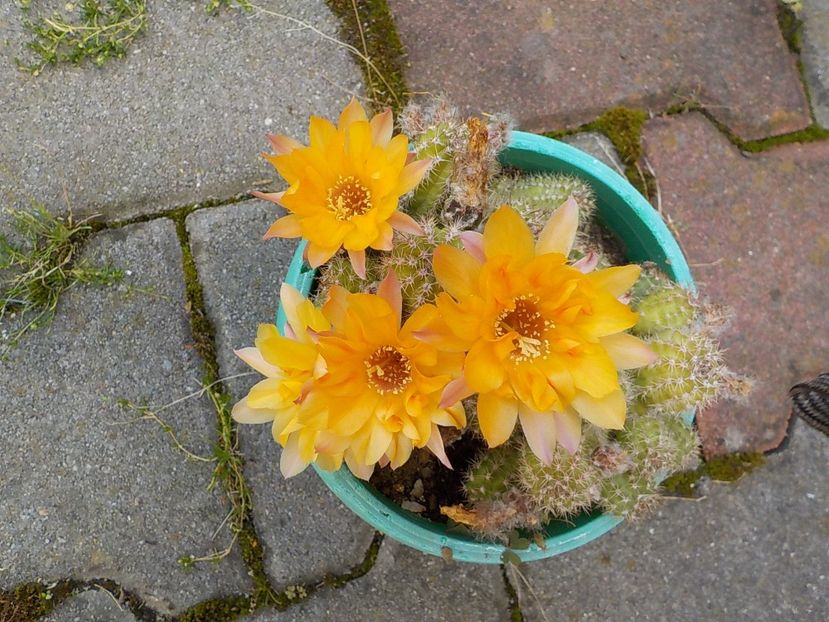  - chamaecereus sylvestris