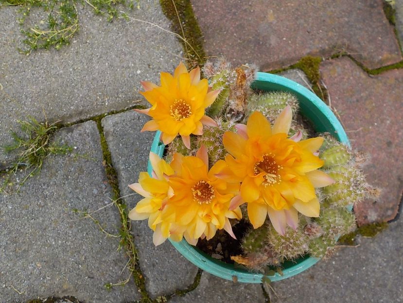  - chamaecereus sylvestris
