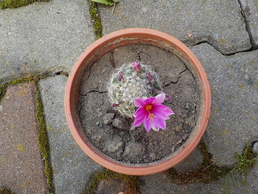  - mammillaria spinosisima