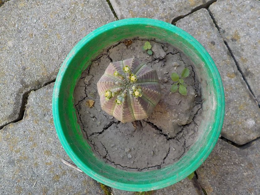  - euphorbia obesa