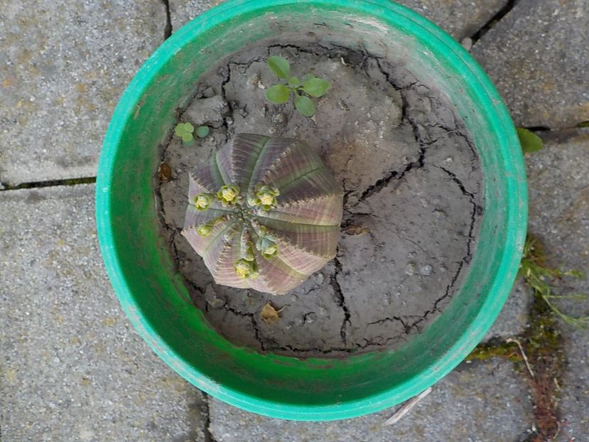  - euphorbia obesa