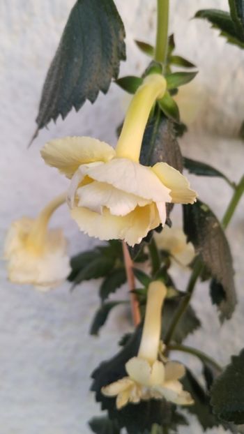  - 2024-Yellow English Rose posibil