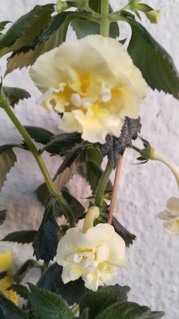  - 2024-Yellow English Rose posibil