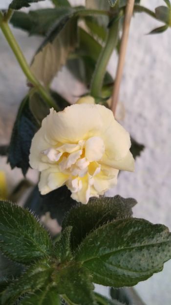  - 2024-Yellow English Rose posibil