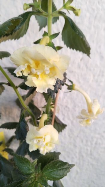  - 2024-Yellow English Rose posibil