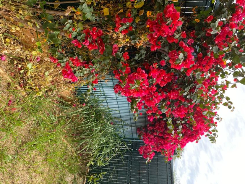  - BOUGAINVILLIER 2024