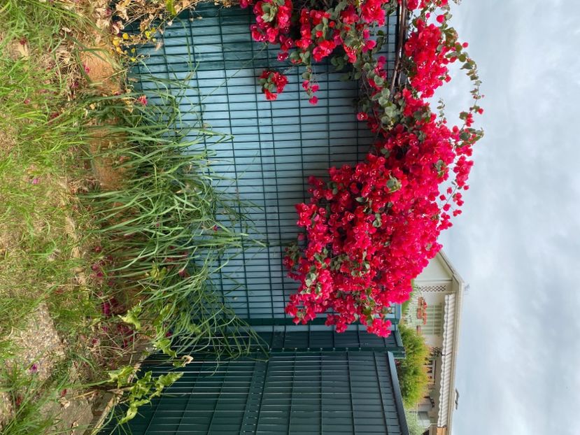  - BOUGAINVILLIER 2024