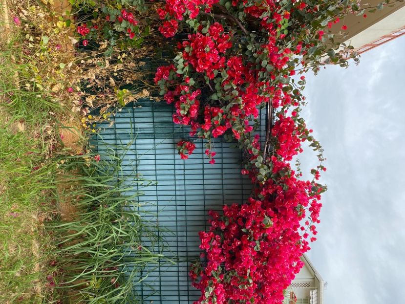  - BOUGAINVILLIER 2024