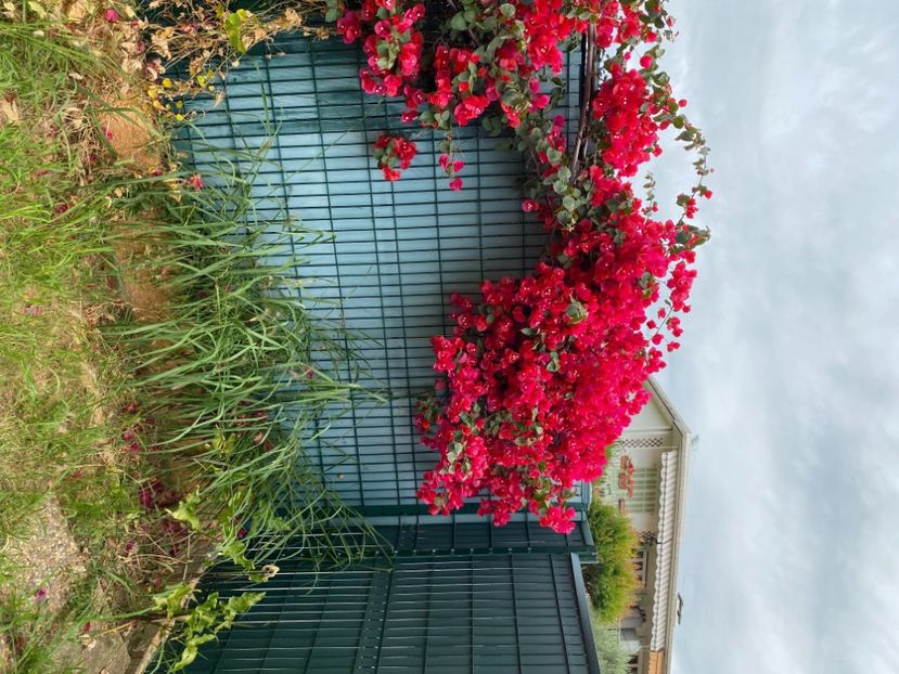  - BOUGAINVILLIER 2024