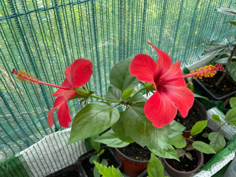  - 001 - Hibiscusi 2024 - 1