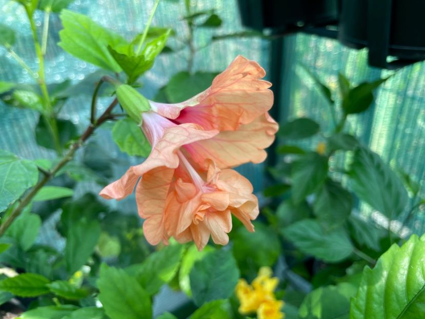  - 001 - Hibiscusi 2024 - 1