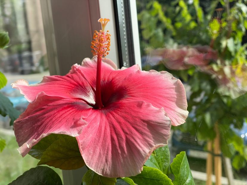  - 001 - Hibiscusi 2024 - 1