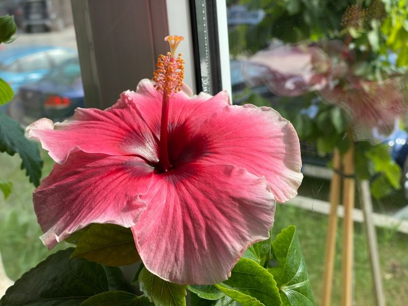  - 001 - Hibiscusi 2024 - 1