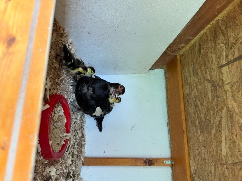 tempImageYtLZFW - Tineret rate lesesti 2024