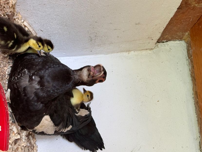 tempImageuxaFQy - Tineret rate lesesti 2024