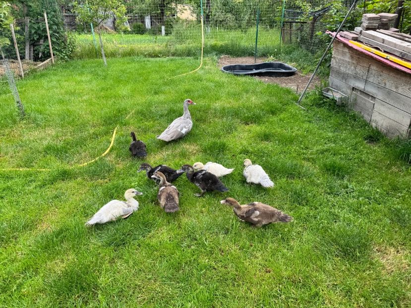  - Tineret rate lesesti 2024