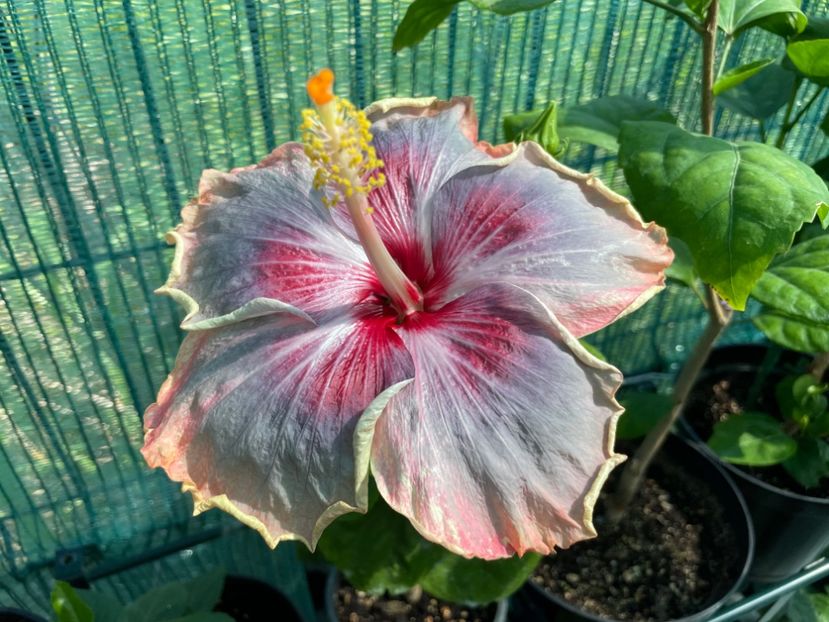  - 001 - Hibiscusi 2024 - 1