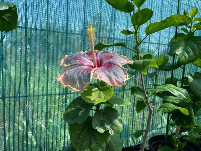  - 001 - Hibiscusi 2024 - 1