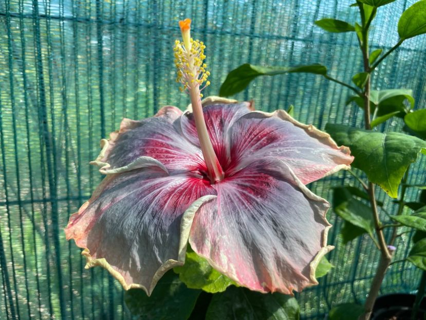  - 001 - Hibiscusi 2024 - 1