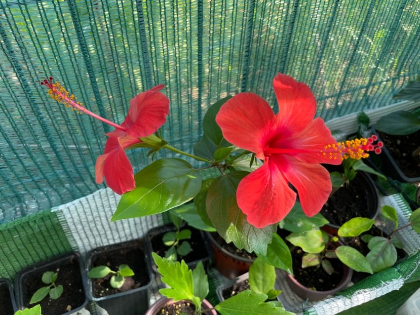  - 001 - Hibiscusi 2024 - 1