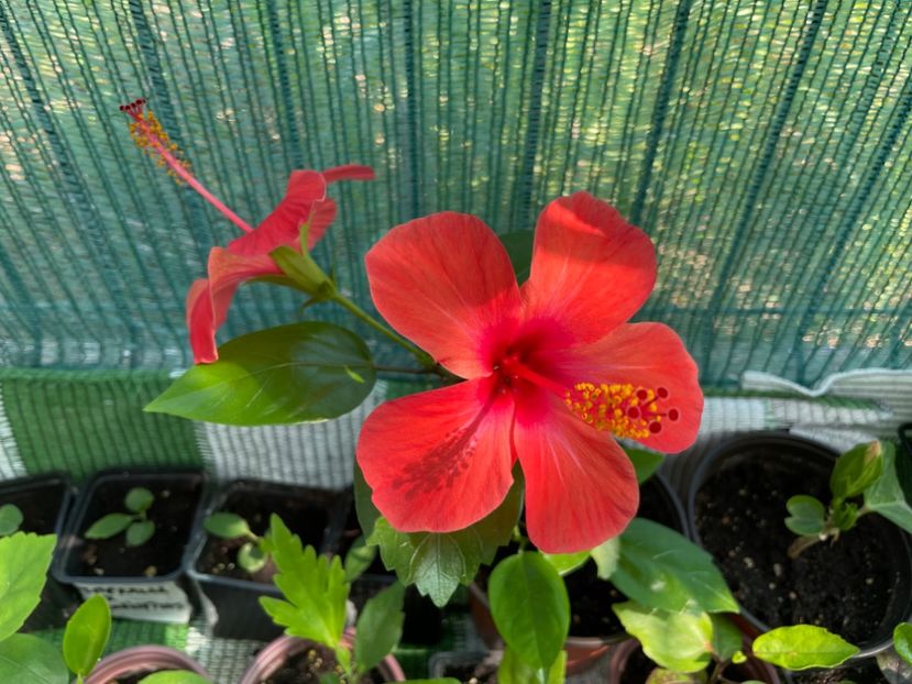  - 001 - Hibiscusi 2024 - 1