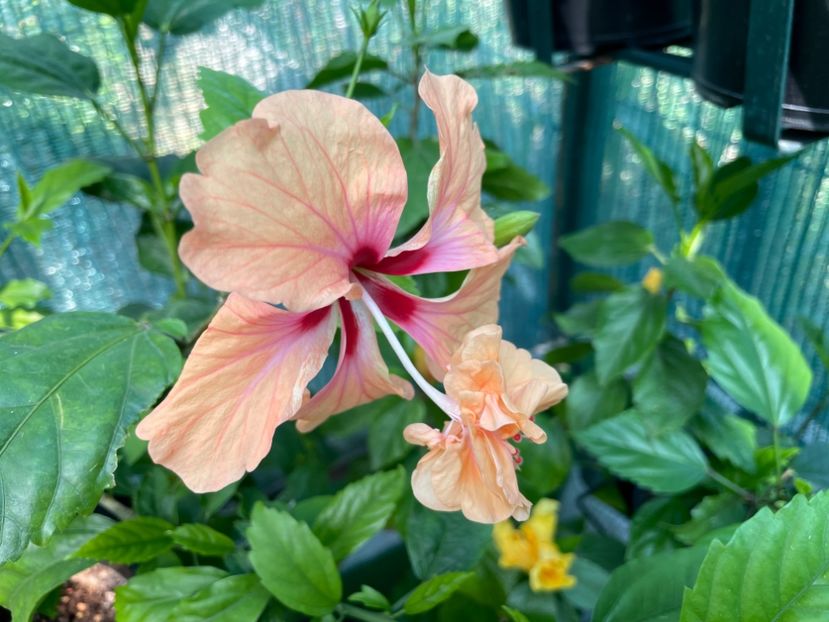  - 001 - Hibiscusi 2024 - 1