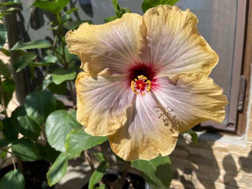  - 001 - Hibiscusi 2024 - 1